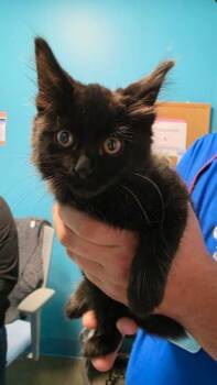 O J -  Domestic Long Hair Cat for Adoption in Houston, Texas - O J | PetCurious