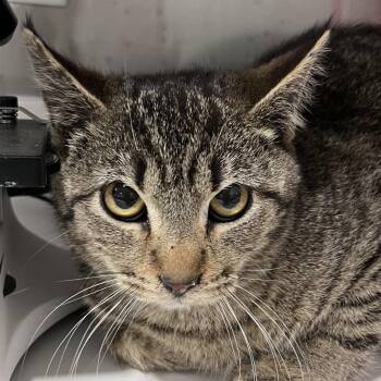 Domestic Short Hair Cats Available for Adoption - Cannoli | PetCurious