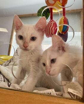 Scone and Strudel -  Siamese Cat for Adoption in Tallahassee, Florida - Scone And Strudel | PetCurious