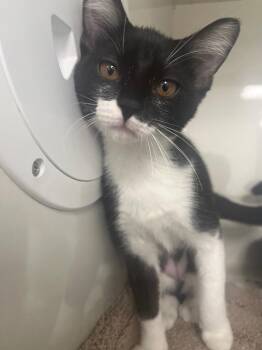 Zara -  Domestic Short Hair Cat for Adoption in Corpus Christi, Texas - Zara | PetCurious