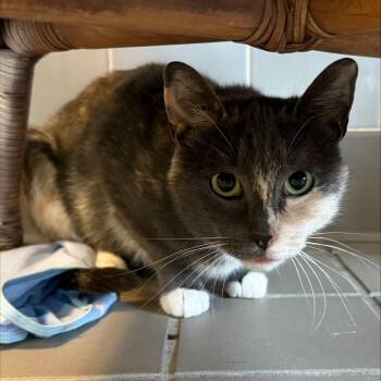 Domestic Short Hair Cats Available for Adoption in Wantagh, New York - Lou Lou | PetCurious