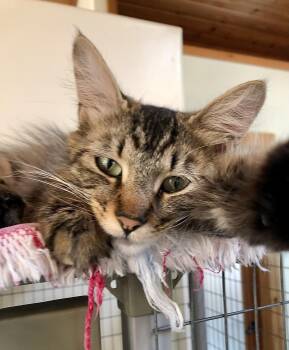 Tori -  Maine Coon Cat for Adoption in Ventura, California - Tori | PetCurious