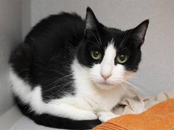 ALICE -  Domestic Short Hair Cat for Adoption in Phoenix, Arizona - ALICE | PetCurious