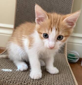 Ten -  Tabby and Domestic Medium Hair Cat for Adoption in Greensboro, North Carolina - Ten | PetCurious
