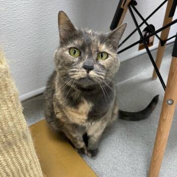 Lacey -  Domestic Short Hair Cat for Adoption in Murray, Utah - Lacey | PetCurious
