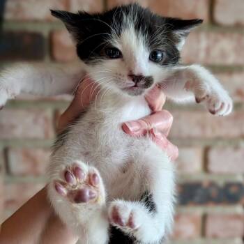 Duke* -  Domestic Short Hair Cat for Adoption in San Gabriel, California - Duke* | PetCurious