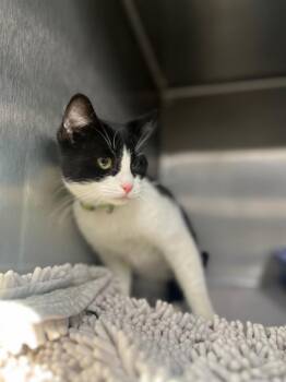 Domestic Short Hair Cats Available for Adoption - Jasmine | PetCurious