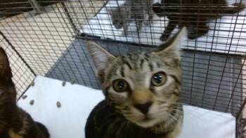 MIRA -  Domestic Short Hair Cat for Adoption in Doral, Florida - MIRA | PetCurious