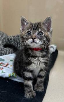 Domestic Short Hair Cats Available for Adoption in Washington Court House, Ohio - Mateo | PetCurious