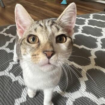 Ceylon -  Domestic Short Hair Cat for Adoption in Apex, North Carolina - Ceylon | PetCurious