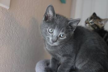 Tony Stark -  Domestic Medium Hair Cat for Adoption in Colbert, Georgia - Tony Stark | PetCurious