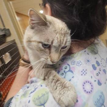 Domestic Short Hair and Siamese Cats Available for Adoption in Ringtown, Pennsylvania - Smores | PetCurious