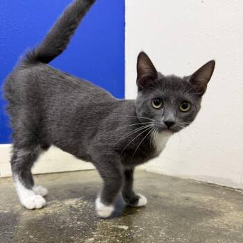 Neptune -  Domestic Short Hair Cat for Adoption in Los Angeles, California - Neptune | PetCurious