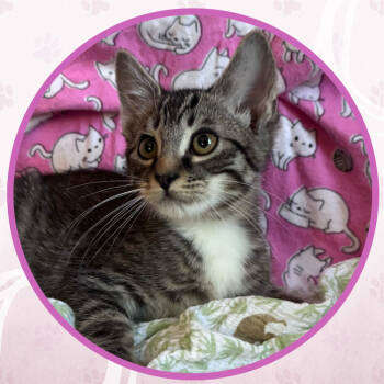 Rescue Domestic Short Hair Cats for Adoption in Toms River, New Jersey - Hubba Bubba | PetCurious