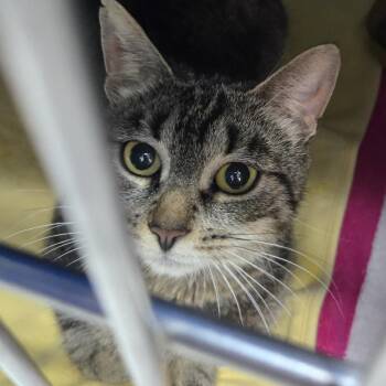 Sienna -  Domestic Short Hair Cat for Adoption in Newark, New Jersey - Sienna | PetCurious