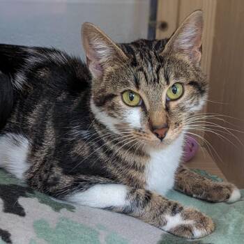 Seelie -  Domestic Short Hair Cat for Adoption in Pontiac, Michigan - Seelie | PetCurious