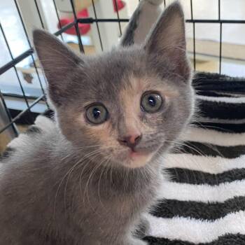Domestic Short Hair Cats Available for Adoption in Riverwoods, Illinois - Miracle | PetCurious