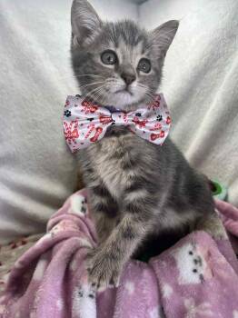 Rescue Tabby Cats for Adoption in Tavares, Florida - Nessie | PetCurious