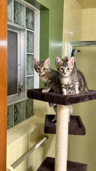 Pizza Roll -  Domestic Short Hair Cat for Adoption in Chicago, Illinois - Pizza Roll | PetCurious