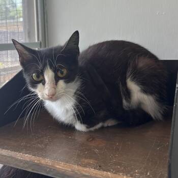 Domestic Short Hair Cats Available for Adoption in Carencro, Louisiana - Vulcan