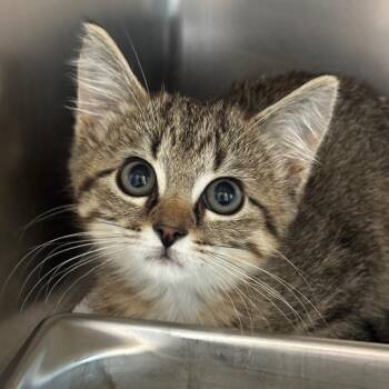 Citrus -  Domestic Short Hair Cat for Adoption in Council Bluffs, Iowa - Citrus | PetCurious
