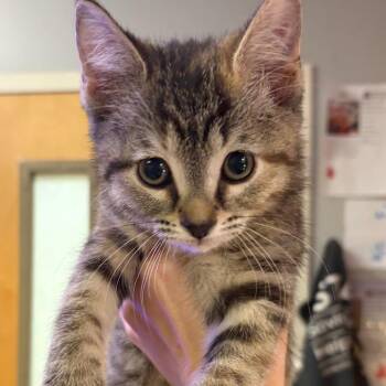 Monica -  Domestic Medium Hair Cat for Adoption in Chattanooga, Tennessee - Monica | PetCurious