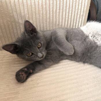 Jack Skellington -  Domestic Short Hair Cat for Adoption in Washougal, Washington - Jack Skellington | PetCurious