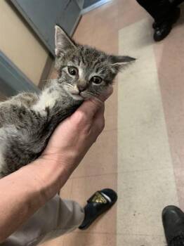 Domestic Short Hair Cats Available for Adoption in San Jose, California - APPLE | PetCurious