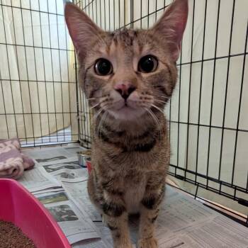 Domestic Short Hair Cats Available for Adoption - Eviction Notice | PetCurious