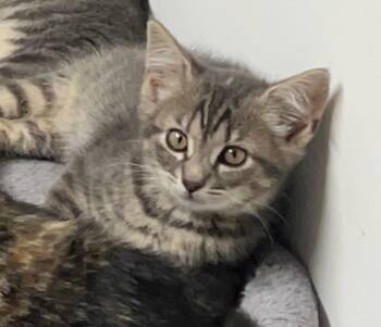 Sally (Gloria kitten) -  Domestic Short Hair Cat for Adoption in Liverpool, New York - Sally (Gloria Kitten) | PetCurious