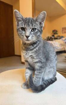Rescue Domestic Short Hair Cats for Adoption in Sioux Falls, South Dakota - Harvey | PetCurious