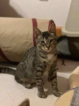 Domestic Short Hair Cats Available for Adoption - Marvin 2025-097 | PetCurious