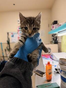 JACOB -  Domestic Short Hair Cat for Adoption in Riverside, California - JACOB | PetCurious