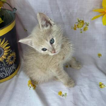 Domestic Short Hair Cats Available for Adoption in Mount Vernon, Illinois - Kirk | PetCurious