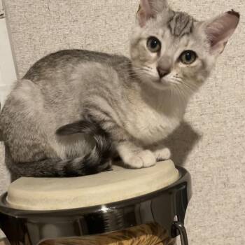 Marble -  Domestic Short Hair Cat for Adoption in Panama City, Florida - Marble | PetCurious