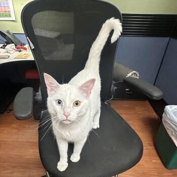 His Majesty Sovereign Aurelius, Lord of the Northern Realm -  Domestic Short Hair Cat for Adoption in Cheyenne, Wyoming - His Majesty Sovereign Aurelius, Lord Of The Northern Realm | PetCurious