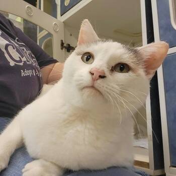 Sweetums -  Domestic Short Hair Cat for Adoption in Columbia, Missouri - Sweetums | PetCurious
