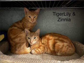 Rescue Tabby Cats for Adoption in Fort Myers, Florida - TigerLily | PetCurious