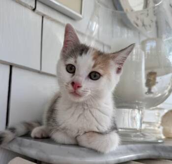 Piper -  Domestic Short Hair Cat for Adoption in Nantucket, Massachusetts - Piper | PetCurious