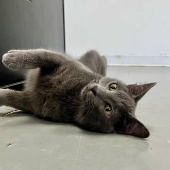 Pip -  Domestic Short Hair Cat for Adoption in Houston, Texas - Pip | PetCurious
