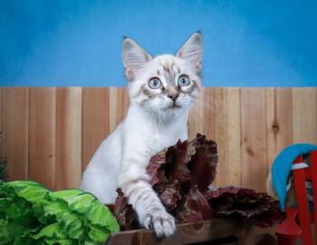 Clara-Bow -  Domestic Long Hair and Siamese Cat for Adoption in Lucas, Texas - Clara-Bow | PetCurious