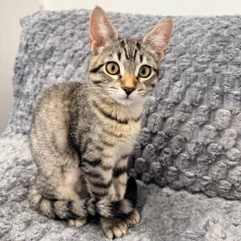 Misty Nuttall -  Domestic Short Hair Cat for Adoption in Eagle Mountain, Utah - Misty Nuttall | PetCurious
