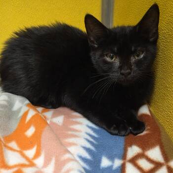 Wasabi -  Domestic Short Hair Cat for Adoption in Fall River, Massachusetts - Wasabi | PetCurious