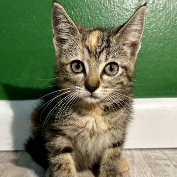 Fish -  Domestic Short Hair Cat for Adoption in Saint Joseph, Missouri - Fish | PetCurious