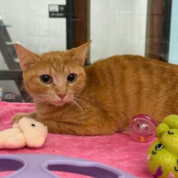 Domestic Short Hair Cats Available for Adoption in West Palm Beach, Florida - April | PetCurious