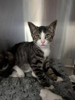 Louie -  Domestic Short Hair Cat for Adoption in Bridgewater, New Jersey - Louie | PetCurious