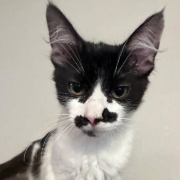 Rain -  Domestic Medium Hair Cat for Adoption in Midland, Texas - Rain | PetCurious