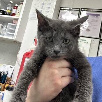 Orville -  Domestic Short Hair Cat for Adoption in Evansville, Indiana - Orville | PetCurious