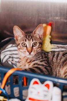 95040A BBQ-PetSmart North Charleston -  Domestic Short Hair Cat for Adoption in North Charleston, South Carolina - 95040A BBQ-PetSmart North Charleston | PetCurious