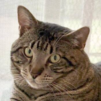 Domestic Short Hair Cats Available for Adoption - BONGO | PetCurious